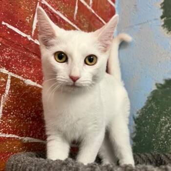 Buttons -  Domestic Short Hair Cat for Adoption in Laredo, Texas - Buttons | PetCurious