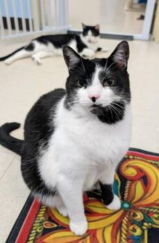 Rescue Domestic Short Hair Cats for Adoption in Greece, New York - Billy & Trixie | PetCurious