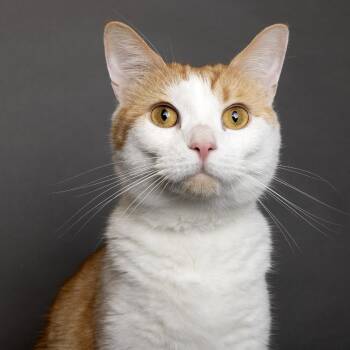 Puddin -  Domestic Short Hair Cat for Adoption in Franklin, Tennessee - Puddin | PetCurious