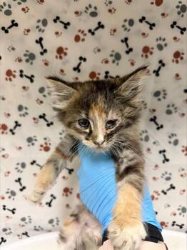 SERAPHINA -  Domestic Long Hair Cat for Adoption in Riverside, California - SERAPHINA | PetCurious