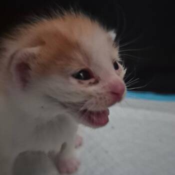 Ritz -  Domestic Medium Hair Cat for Adoption in Grantsville, Utah - Ritz | PetCurious