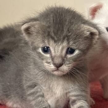 Aster -  Domestic Short Hair Cat for Adoption in Dallas, Texas - Aster | PetCurious