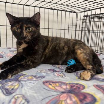 Jewel -  Domestic Short Hair Cat for Adoption in Houston, Texas - Jewel | PetCurious
