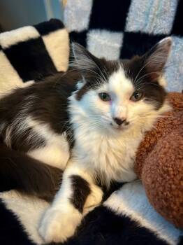 Rescue Domestic Medium Hair Cats for Adoption in Fishers, Indiana - Tilapia | PetCurious