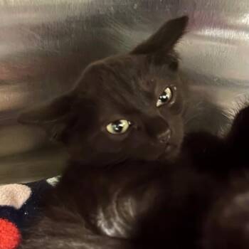 Domestic Short Hair Cats Available for Adoption in Walnut Creek, California - Redd | PetCurious