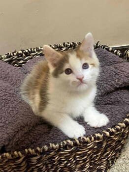 Rescue Domestic Short Hair Cats for Adoption in St. George, Utah - Patti | PetCurious