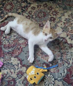 Colby -  Domestic Short Hair Cat for Adoption in Rio Linda, California - Colby | PetCurious