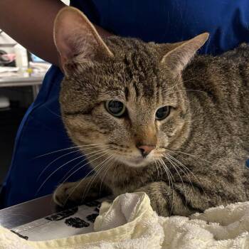 Domestic Short Hair Cats Available for Adoption - Gobber | PetCurious