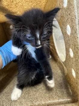 Papaya -  Domestic Short Hair Cat for Adoption in Shreveport, Louisiana - Papaya | PetCurious
