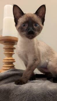 Rescue Siamese Cats for Adoption in Bon Air, Virginia - Cerulean | PetCurious