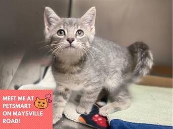 SMOKEY -  Domestic Short Hair Cat for Adoption in Fort Wayne, Indiana - SMOKEY | PetCurious