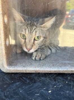 BASE LINE 7 -  Domestic Short Hair Cat for Adoption in Rancho Cucamonga, California - BASE LINE 7 | PetCurious
