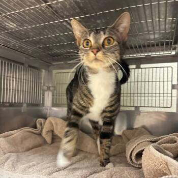 Domestic Short Hair and Tabby Cats Available for Adoption in Elmwood Park, Wisconsin - Elote | PetCurious