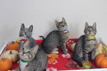 Domestic Short Hair Cats Available for Adoption - Snickers | PetCurious
