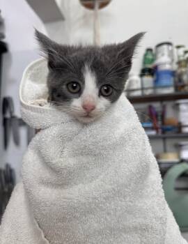 Domestic Short Hair Cats Available for Adoption in New York, New York - Cyprus | PetCurious