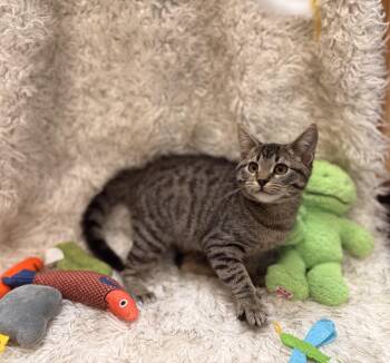 Rescue Domestic Short Hair Cats for Adoption in South Ogden, Utah - Cheeseburger In Paradise | PetCurious