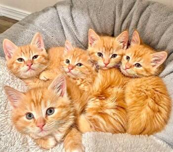 Meet The Creamsicles -  Tabby Cat Available for Adoption in Newport, Washington - Meet The Creamsicles | PetCurious