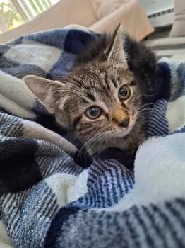 POPPY -  Domestic Short Hair Cat for Adoption in Colorado Springs, Colorado - POPPY | PetCurious