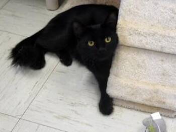 Rescue Domestic Medium Hair Cats for Adoption in Butte, Montana - Nala | PetCurious