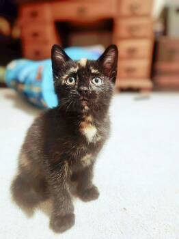 Indy -  Domestic Short Hair and Tortoiseshell Cat Available for Adoption in Social Circle, Georgia - Indy | PetCurious