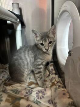 Willow -  Domestic Short Hair Cat for Adoption in Santa Rosa, California - Willow | PetCurious