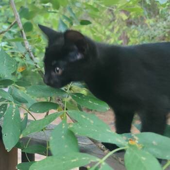 Salem -  Domestic Short Hair Cat for Adoption in Ashland, Oregon - Salem | PetCurious