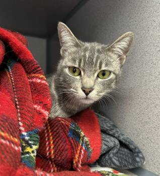 Domestic Short Hair Cats Available for Adoption - Nyx | PetCurious