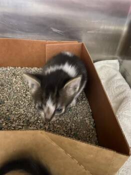 KISSES -  Domestic Short Hair Cat for Adoption in Palmetto, Florida - KISSES | PetCurious