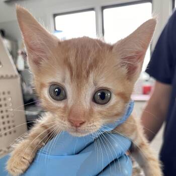 Suede -  Domestic Short Hair Cat for Adoption in Chapel Hill, North Carolina - Suede | PetCurious
