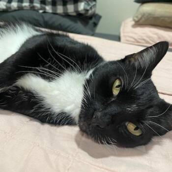 Charolette -  Domestic Short Hair Cat for Adoption in Riverside, California - Charolette | PetCurious