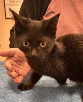 Billy Loomis -  Domestic Short Hair Cat for Adoption in Fishers, Indiana - Billy Loomis | PetCurious