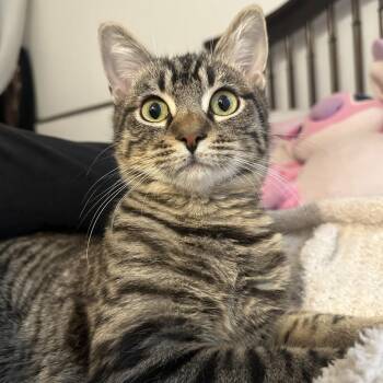 Domestic Short Hair Cats Available for Adoption - Pop | PetCurious