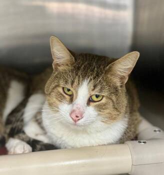 Domestic Short Hair Cats Available for Adoption - Levi | PetCurious