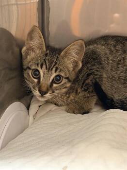 REDWOOD* -  Domestic Short Hair Cat for Adoption in Santa Cruz, California - REDWOOD* | PetCurious
