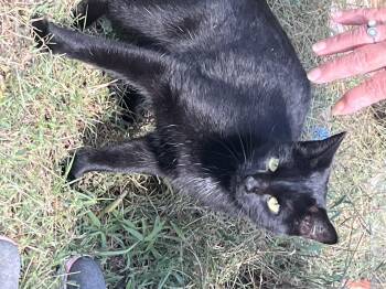 Rescue American Shorthair Cats for Adoption in New Blaine, Arkansas - Tabitha | PetCurious