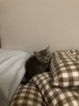 Domestic Short Hair Cats Available for Adoption in Dallas, Texas - BUFFY | PetCurious