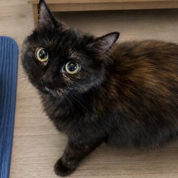 Domestic Medium Hair Cats Available for Adoption in Edwards, Illinois - Penelope | PetCurious