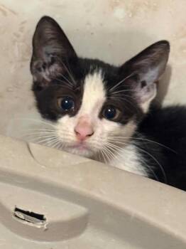 Tootsie -  Domestic Short Hair Cat for Adoption in Orlando, Florida - Tootsie | PetCurious