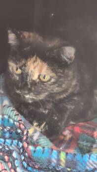 Rescue Domestic Short Hair Cats for Adoption in Brookings, Oregon - Cleo | PetCurious