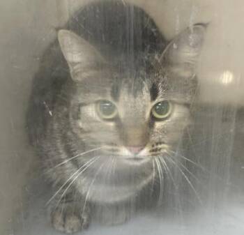 Bobbie Gail -  Domestic Short Hair Cat for Adoption in Shreveport, Louisiana - Bobbie Gail | PetCurious