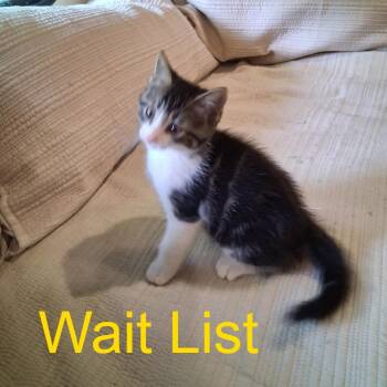 Seven -  Domestic Medium Hair Cat for Adoption in Livingston, Texas - Seven | PetCurious
