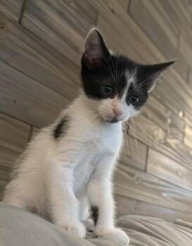 92624A Nico -  Domestic Short Hair Cat for Adoption in North Charleston, South Carolina - 92624A Nico | PetCurious