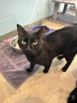 Domestic Short Hair Cats Available for Adoption in Palm Coast, Florida - Xena | PetCurious