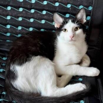 Domestic Short Hair Cats Available for Adoption - Taylor 2 | PetCurious