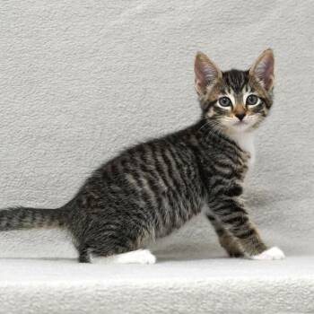 Domestic Short Hair Cats Available for Adoption in Sunnyvale, California - Lima | PetCurious