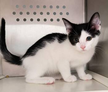 Whitney Houston -  Domestic Short Hair Cat for Adoption in Columbia, Tennessee - Whitney Houston | PetCurious
