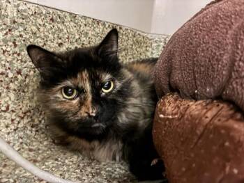 YUNI VERSE -  Domestic Short Hair Cat for Adoption in Colorado Springs, Colorado - YUNI VERSE | PetCurious