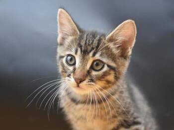 Ammolite -  Domestic Short Hair Cat for Adoption in Portland, Oregon - Ammolite | PetCurious