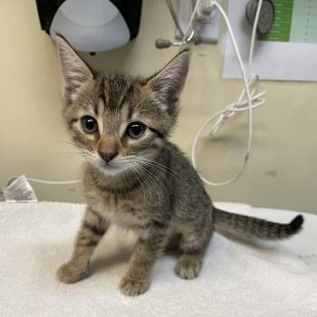 Arugula -  Domestic Short Hair Cat for Adoption in Pasadena, California - Arugula | PetCurious