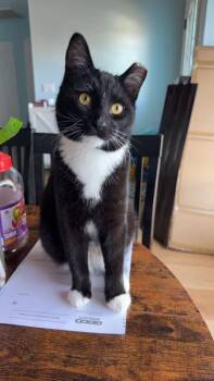 Domestic Short Hair Cats Available for Adoption in Sunnyvale, California - Noodle | PetCurious